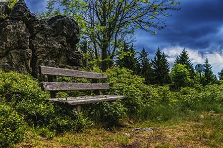 Bench in overgrown grass