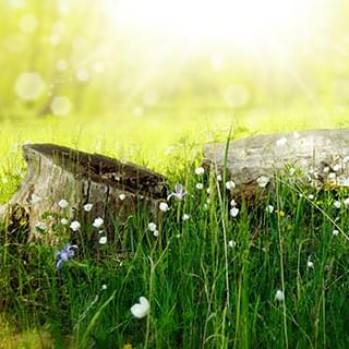 Tree stump in grass