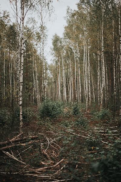 Trees being cut down